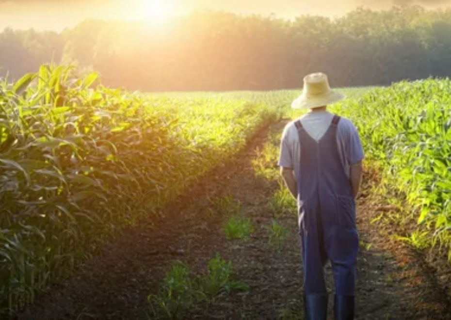 MEDIDAS LEGAIS CONTRA A RECUSA DE REDUÇÃO DE JUROS NO FINANCIAMENTO DO CRÉDITO RURAL