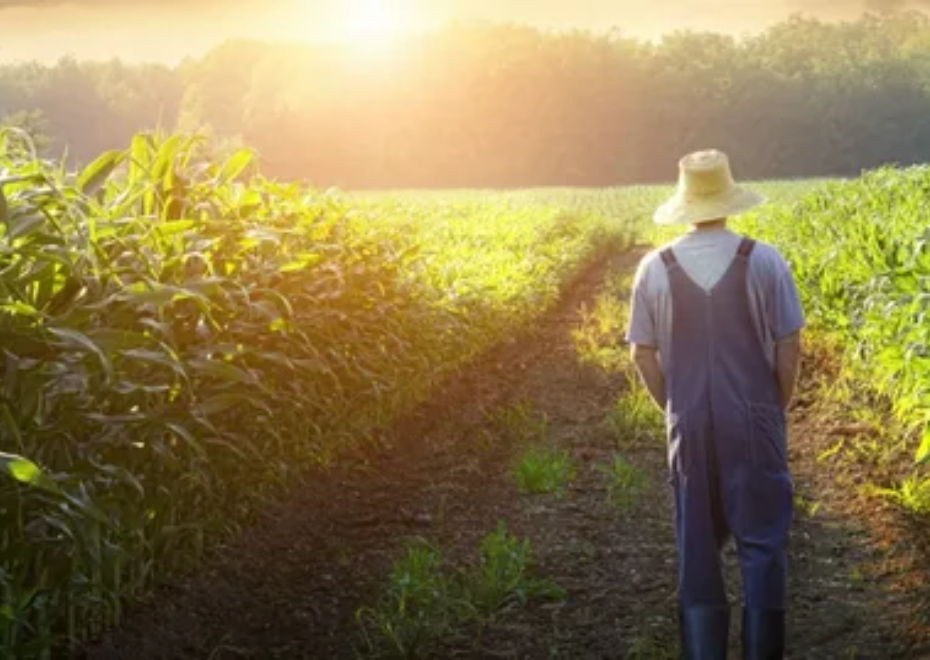 RESPONSABILIDADES LEGAIS DAS INSTITUIÇÕES FINANCEIRAS EM PROGRAMAS DE CRÉDITO RURAL COMO PRONAF E PRONAMP